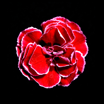 red gerbera image