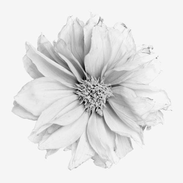 red gerbera image