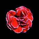 little carnation canvas