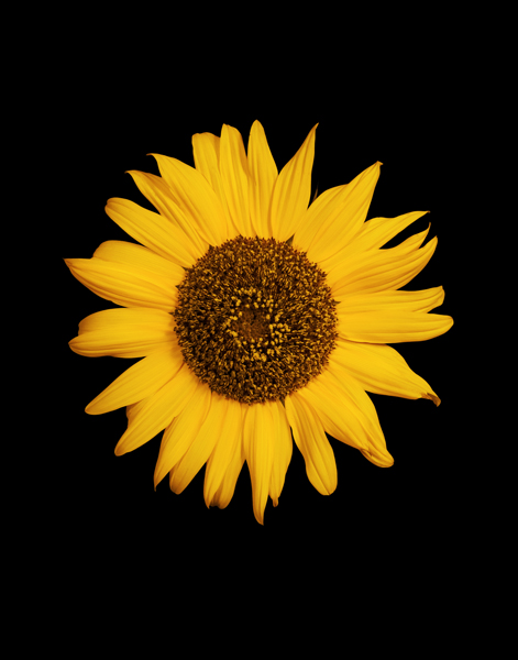 red gerbera image
