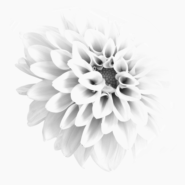 red gerbera image