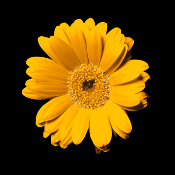 red gerbera image