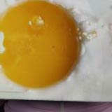 egg